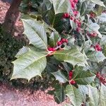 Ilex opaca Лист