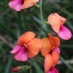 Kennedia coccinea Fleur