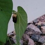 Aristolochia tomentosa Leaf