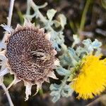 Anvillea garcinii Фрукт