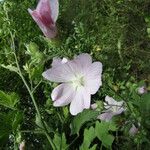Lavatera thuringiaca Kvet