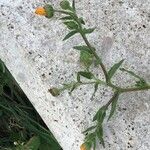 Calendula arvensis Hábito