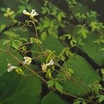 Ceratocapnos claviculata Flors