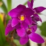 Spathoglottis unguiculata Квітка