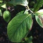 Aronia arbutifolia Feuille