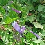 Penstemon smallii Flower