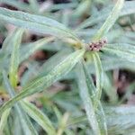 Amaranthus muricatus Yaprak