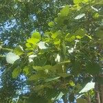 Populus tremula Leaf