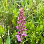 Gymnadenia conopseaFlower