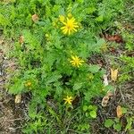 Senecio squalidus ശീലം