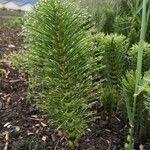 Equisetum telmateia Hoja