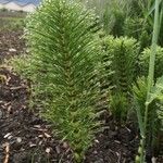 Equisetum telmateia Лист