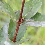 Cassipourea mollis Blatt