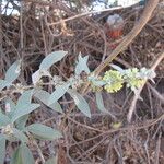 Buddleja sessiliflora Агульны выгляд