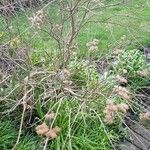 Caryopteris clandonensis Характер
