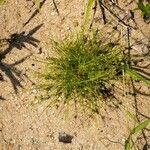 Cyperus subsquarrosus Plante entière