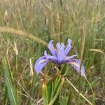 Iris douglasiana Blüte