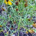 Coreopsis tripteris Blad