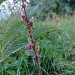 Cuscuta europaea Flower