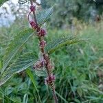 Cuscuta europaea 花