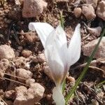 Crocus hyemalisFlower