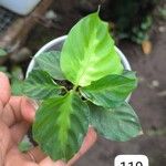 Goeppertia undulata 葉