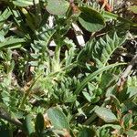 Oxytropis campestris Likasa