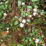 Archirhodomyrtus paitensis Агульны выгляд