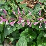 Salvia hierosolymitana Flower