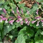 Salvia hierosolymitana 花