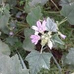 Malva sylvestris Листок