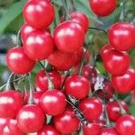 Solanum seaforthianum Fruit