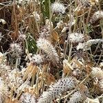 Trifolium angustifolium Natur