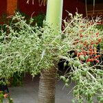 Adonidia merrillii फल