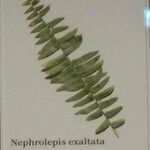 Nephrolepis exaltata Leaf