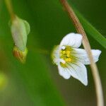 Linum catharticum ফুল