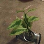 Euphorbia tithymaloides Blatt