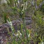 Woollsia pungens Habit