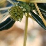 Xanthium spinosum Květ