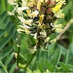 Astragalus cicer Цветок