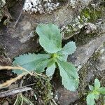 Anarrhinum bellidifolium Habitus