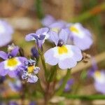 Downingia cuspidata Flower