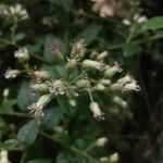 Chromolaena odorata Квітка