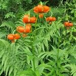 Lilium carniolicum Bloem