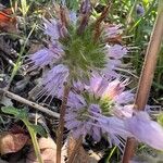 Hydrophyllum capitatum Blomst