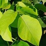 Tabebuia roseoalba Blatt