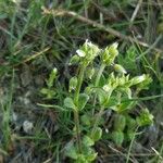 Cerastium semidecandrum برگ