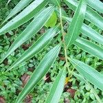 Ocotea guianensis Feuille