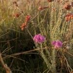 Erica tetralix Blomma