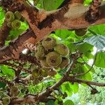 Ficus auriculata Fruit